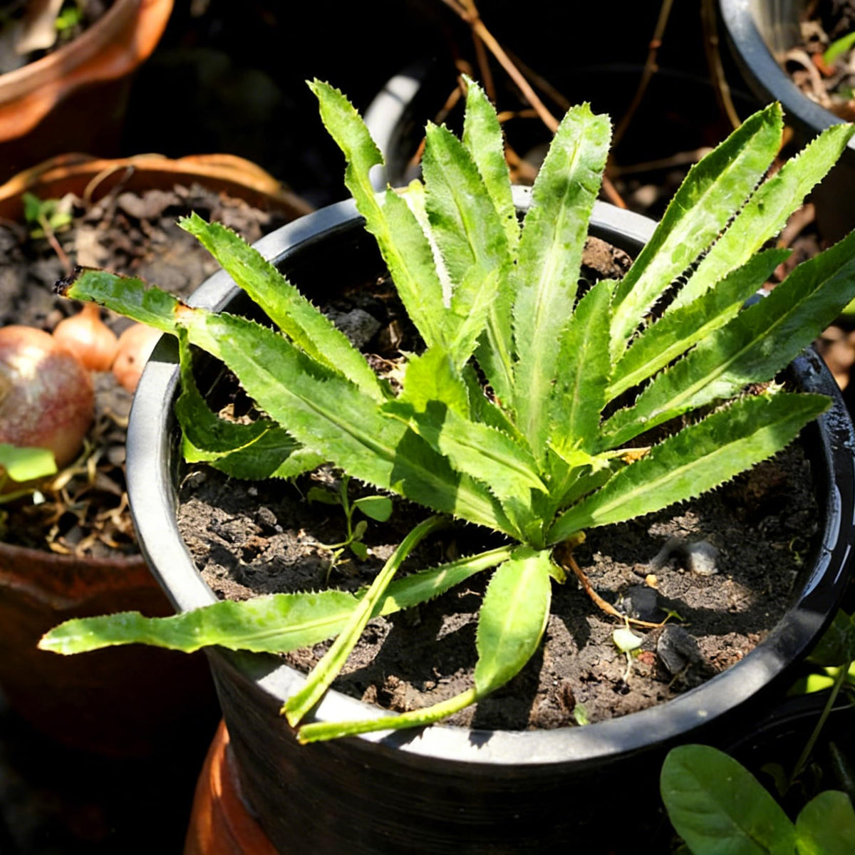 Harvest-ready Mixrug culantro leaves showing vibrant green color for cooking
