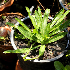 Harvest-ready Mixrug culantro leaves showing vibrant green color for cooking