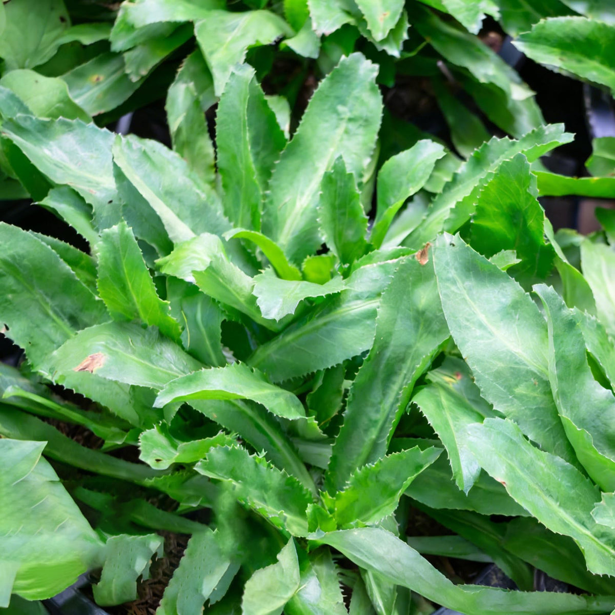 Mixrug culantro plants in a pot ready for balcony or patio gardening