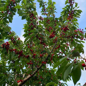 Mixrug culinary cherries image suggests jams pies and fresh snacking.