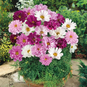Mixrug Cupcake Cosmos bloom close-up with blush tones for floral accents.