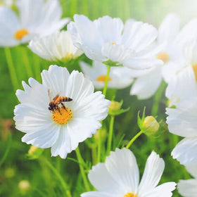 Mixrug cut flower cosmos arrangements with vase-worthy blooms.
