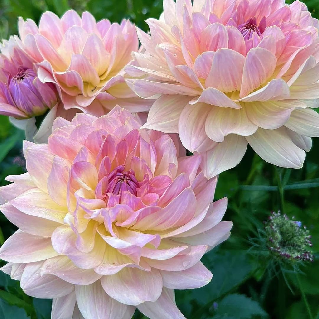 Mixrug Dahlia seeds blooming dahlia capturing vibrant flowers in full color.