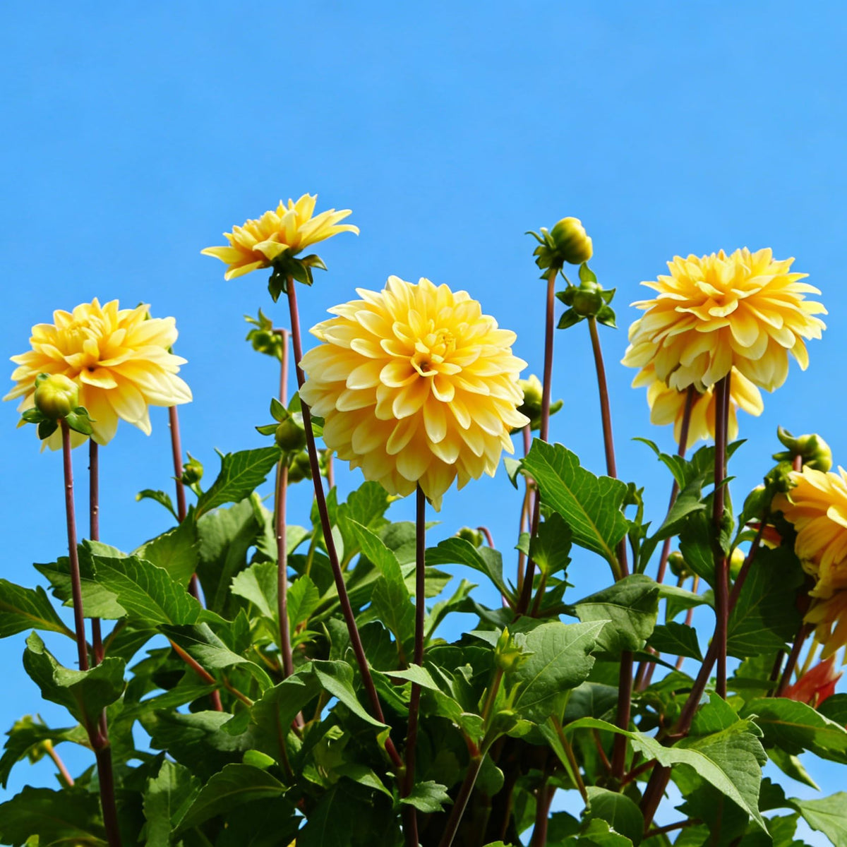 Mixrug Dahlia seeds fragrant bloom highlighting sweet scent appealing to pollinators.