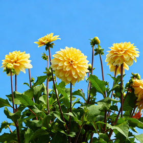 Mixrug Dahlia seeds fragrant bloom highlighting sweet scent appealing to pollinators.