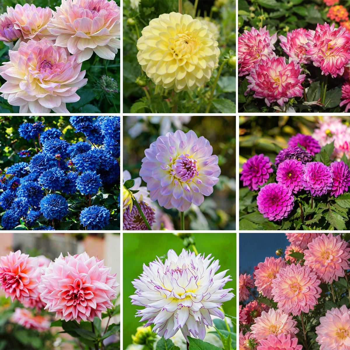 Mixrug Dahlia seeds garden-ambience visuals showing year-round color for patios and beds.