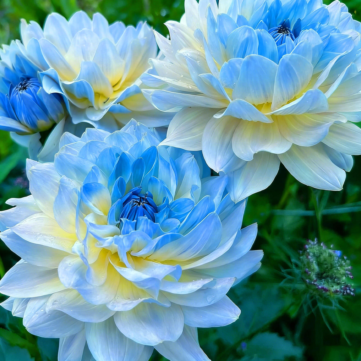 Mixrug Dahlia seeds multi-seed pack showing multiple seeds per packet for dense beds.