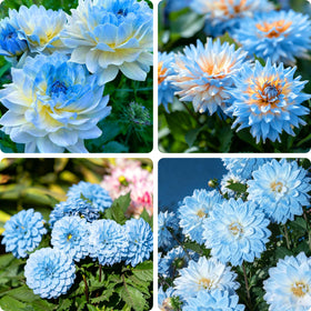 Mixrug Dahlia seeds packaging: ready-to-sow packets for quick garden planting.