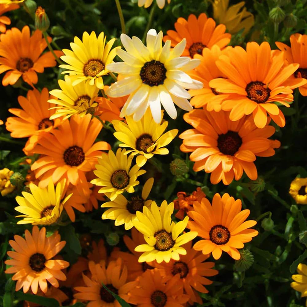 Mixrug daisies blooming in a container for versatile patio color