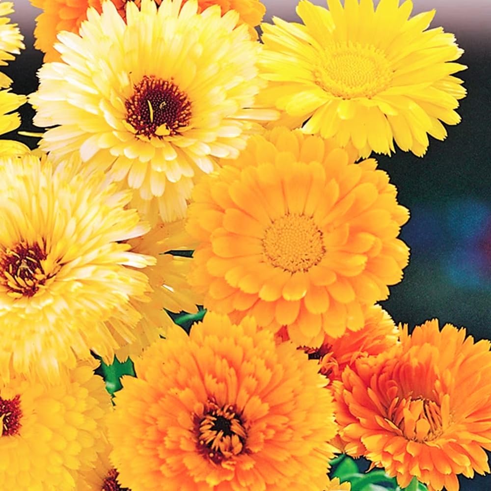 Mixrug daisies reaching up to 12 inches tall for garden height