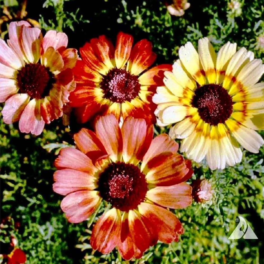 Mixrug gerbera daisy seeds germinating in warm soil for quick growth