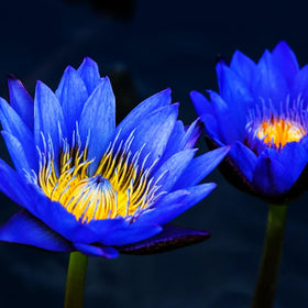Mixrug decorative pond lotus with vibrant blooms and glossy leaves