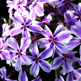Mixrug dwarf phlox demonstrates deer resistance and low maintenance for lawns and beds.
