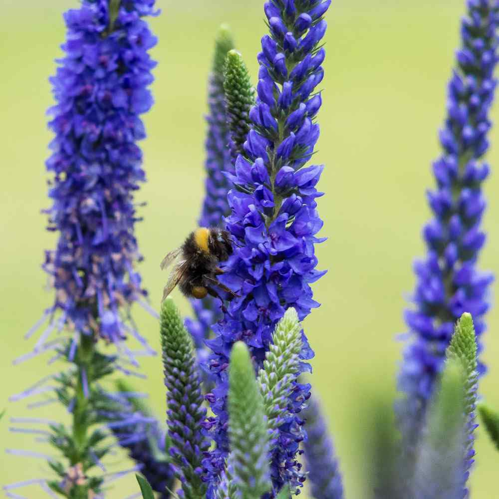 Mixrug deer-resistant perennial seeds help protect borders from wildlife.