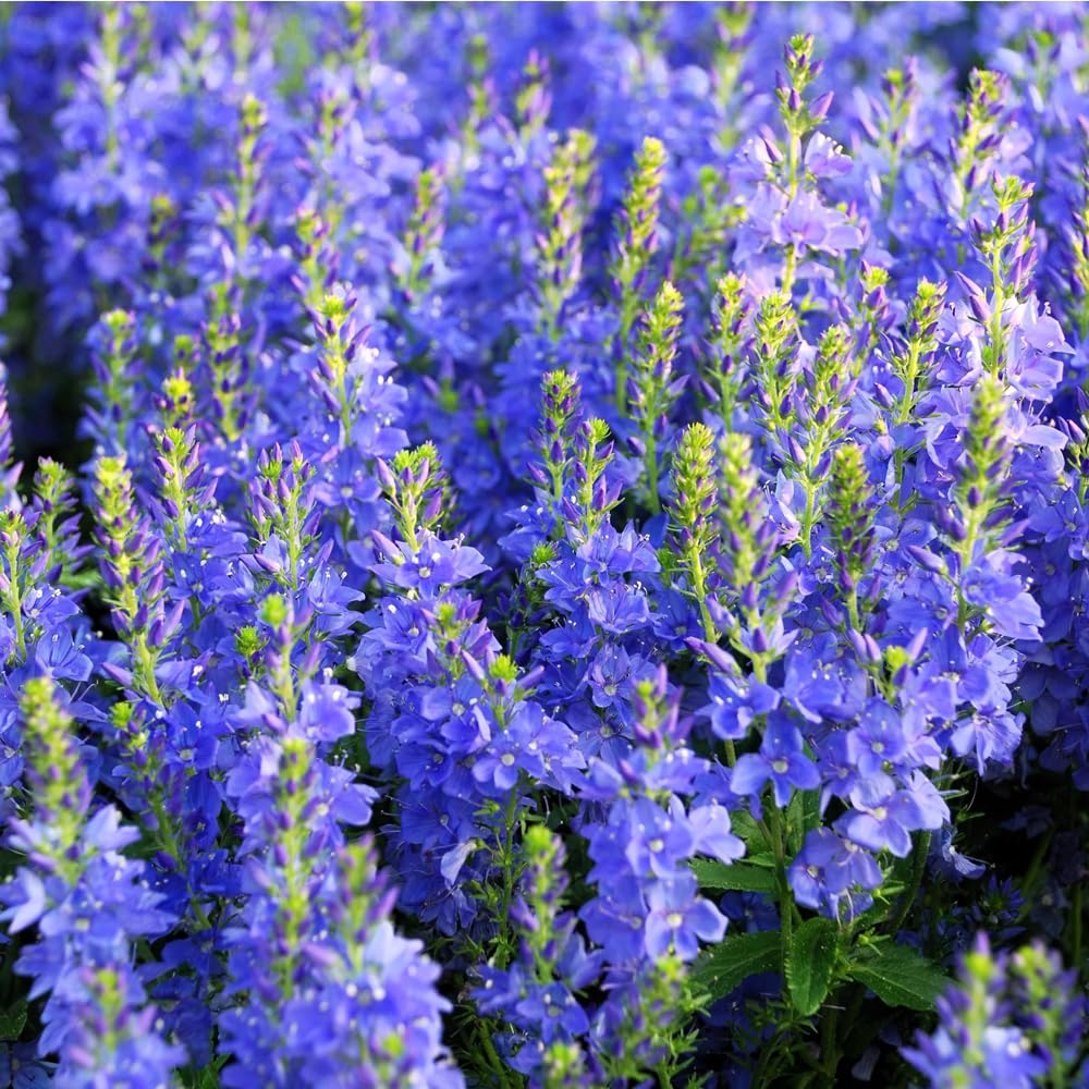 Mixrug dense mat Veronica seeds create a lush ground layer that reduces bare patches.