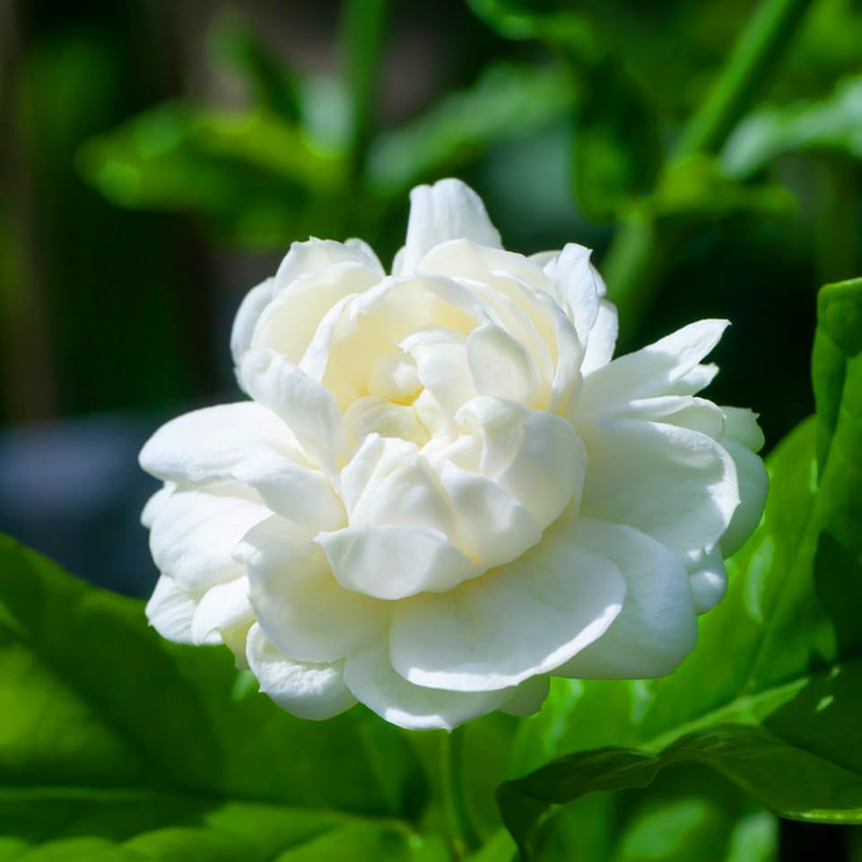Mixrug Double Jasmine seeds border garden demonstrates elegant edging with perennial fragrance