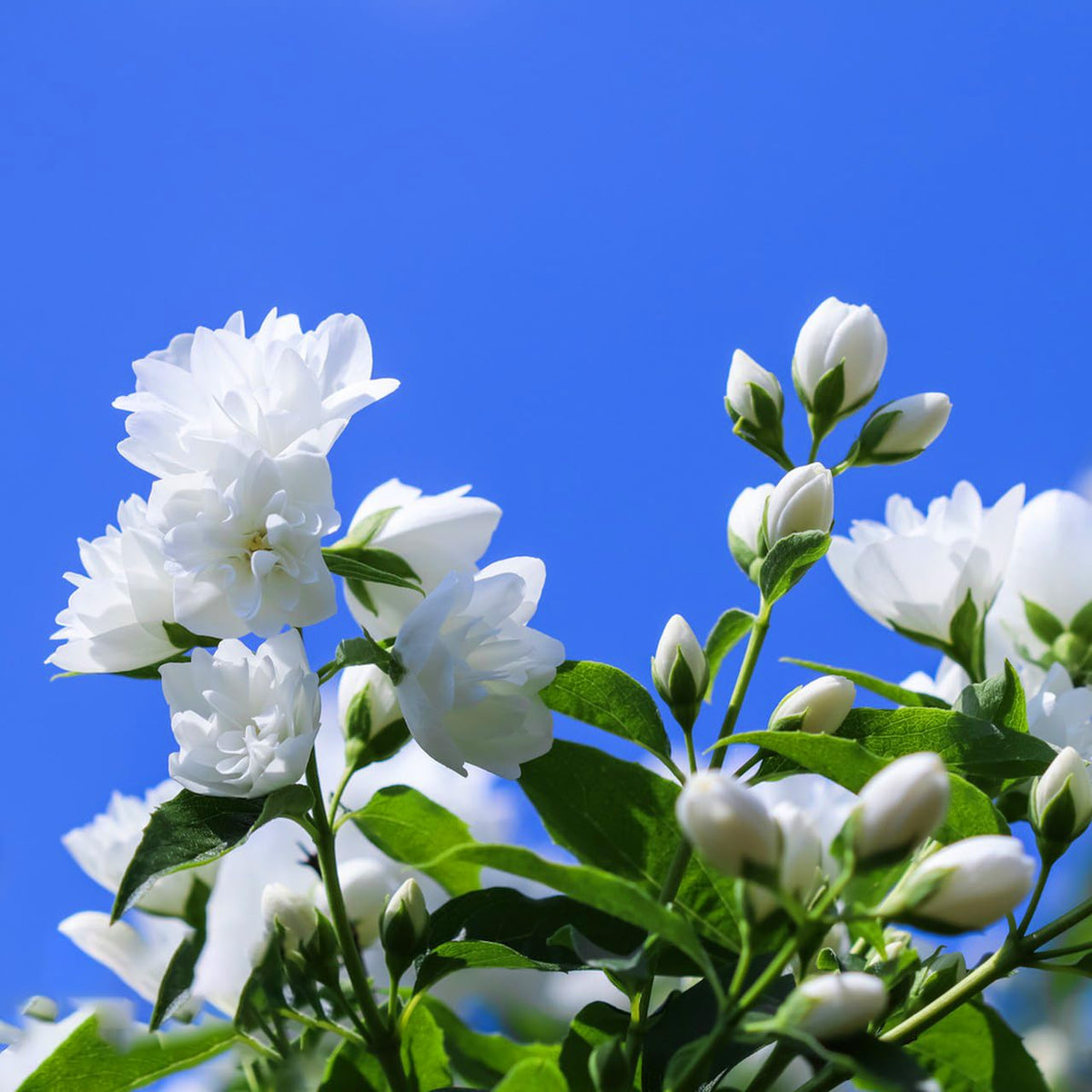 Mixrug Double Jasmine seeds fragrant blooms in container inspire indoor-outdoor fragrance
