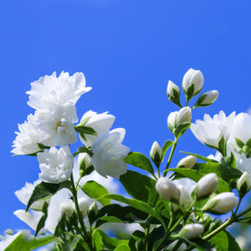 Mixrug Double Jasmine seeds fragrant blooms in container inspire indoor-outdoor fragrance