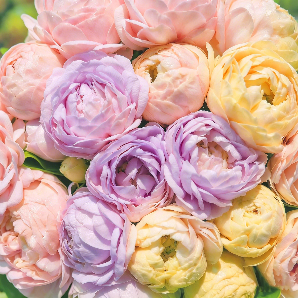 Mixrug Double Jasmine seeds pack overview for versatile climbing blooms in home gardens