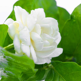 Mixrug Double Jasmine seeds attract bees and butterflies for a lively garden