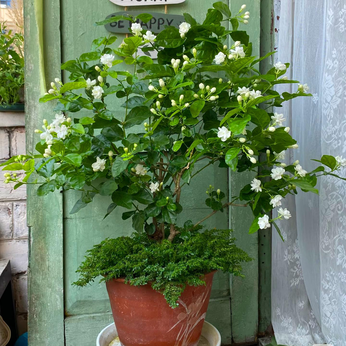 Mixrug Double Jasmine seeds trellis climber highlights vertical color on a garden structure