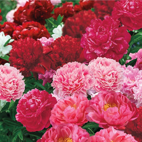 Mixrug fully double peony bloom close-up showcasing lush petals ideal for focal points.