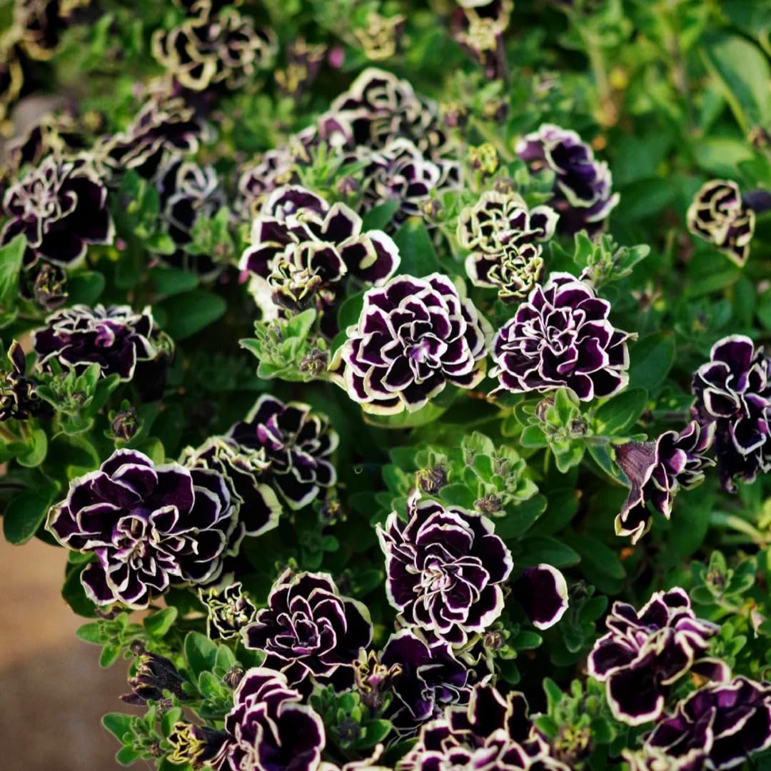 Mixrug Double Petunia seeds pack ready for spring planting