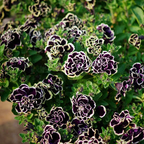 Mixrug Double Petunia seeds pack ready for spring planting