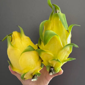 Mixrug dragon fruit plant bearing ripe, juicy pitaya fruit for fresh tasting.