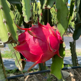 Mixrug dragon fruit seeds in a garden bed under sun for outdoor growth.
