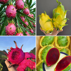 Close-up of Mixrug dragon fruit seeds germination showing vitality and purity.