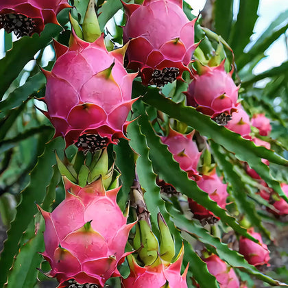 Mixrug dragon fruit seeds packet for home gardening with high germination potential.