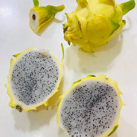 Mixrug dragon fruit seeds planted in a container for easy care.