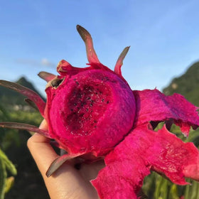 Mixrug dragon fruit seeds soil preparation with loose, well-drained mix.