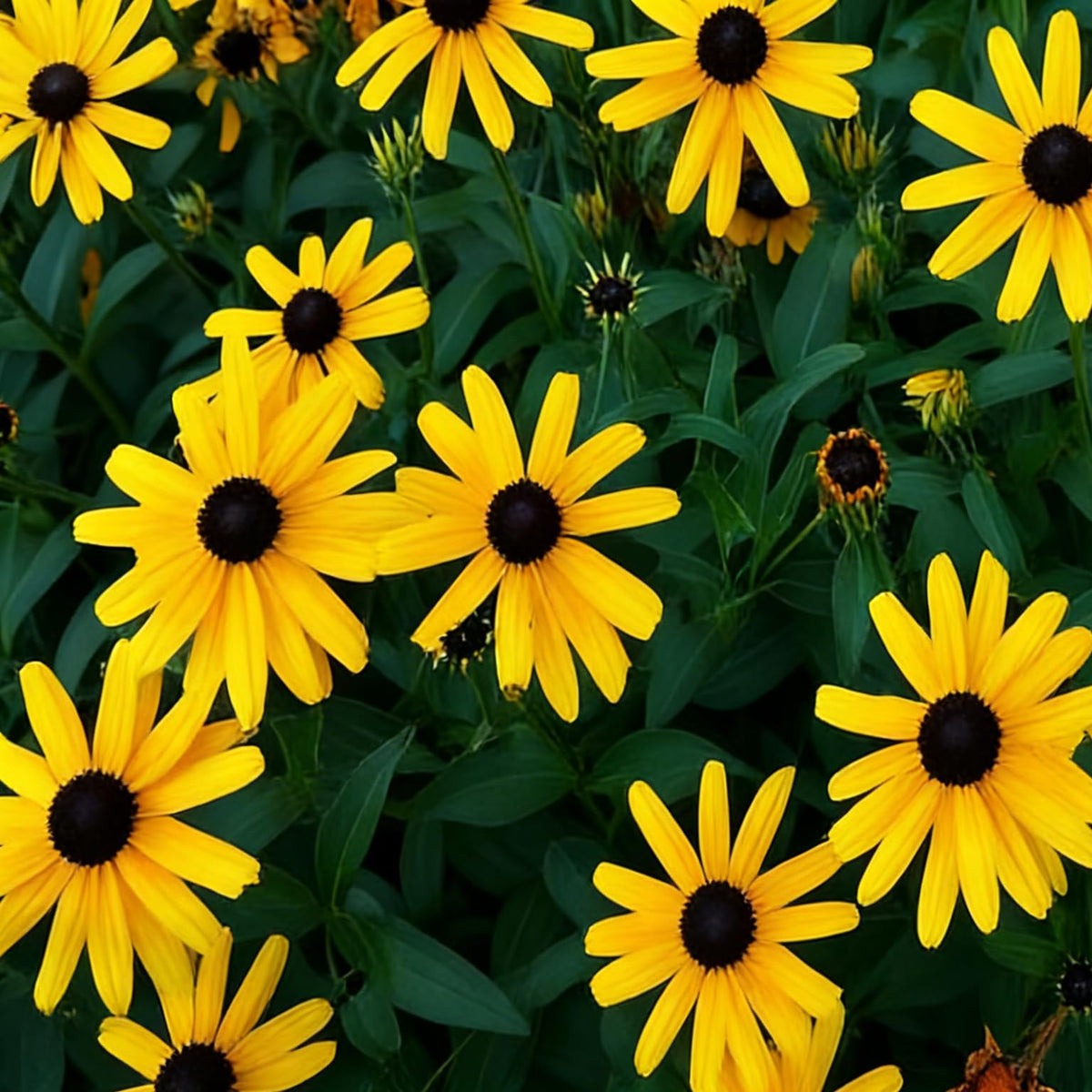 Mixrug open-pollinated heirloom seeds offer lasting color year after year.