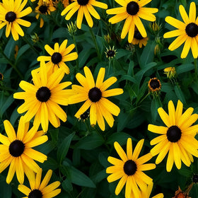 Mixrug open-pollinated heirloom seeds offer lasting color year after year.