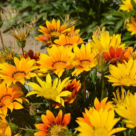 Mixrug Gazania mix demonstrates rapid spread and year-round color in warm climates