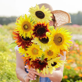 Mixrug Drought-tolerant sunflowers ideal for container and bed plantings