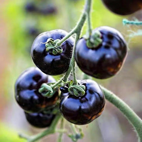 Mixrug Dwarf Cherokee garden setup outdoor demonstrates easy cultivation in diverse spaces.