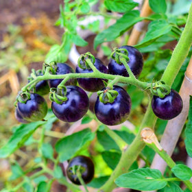 Mixrug Dwarf Cherokee indoor tomato container shows year-round growing options.