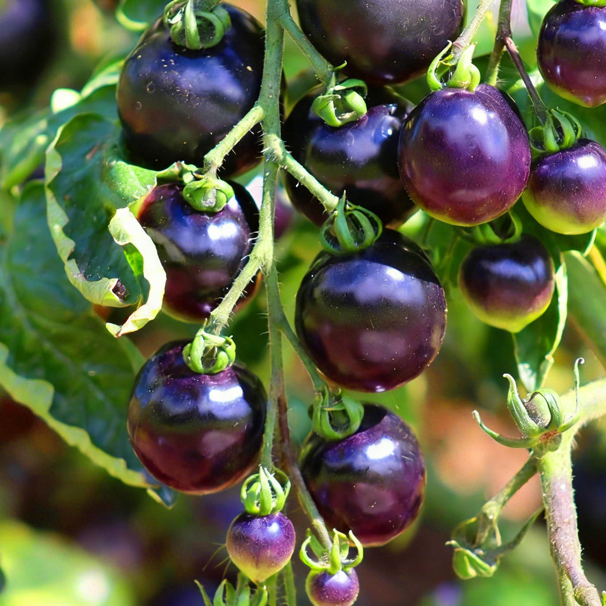 Mixrug Dwarf Cherokee tomato seeds pack promotes versatile home gardening and planned harvests.