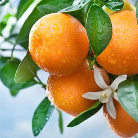 Mixrug dwarf citrus tree seedling ideal for containers