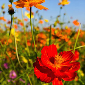 Mixrug rare dwarf cosmos seedlings show compact growth for borders.
