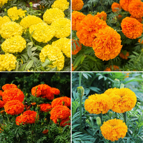 Mixrug Dwarf French Marigold seeds border planting idea, creates colorful garden edge.