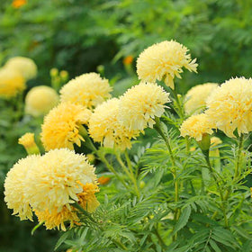 Mixrug Dwarf French Marigold seeds container planter, great for sunny patios.