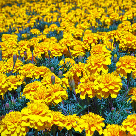 Mixrug Dwarf French Marigold seeds fragrant blooms, attract pollinators in summer.