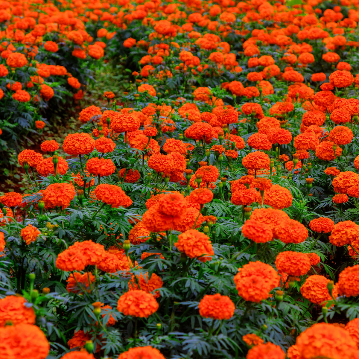 Mixrug Dwarf French Marigold seeds growth height 3-4 ft, adds vertical impact.