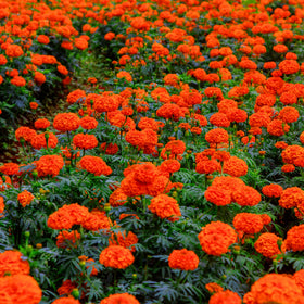 Mixrug Dwarf French Marigold seeds growth height 3-4 ft, adds vertical impact.
