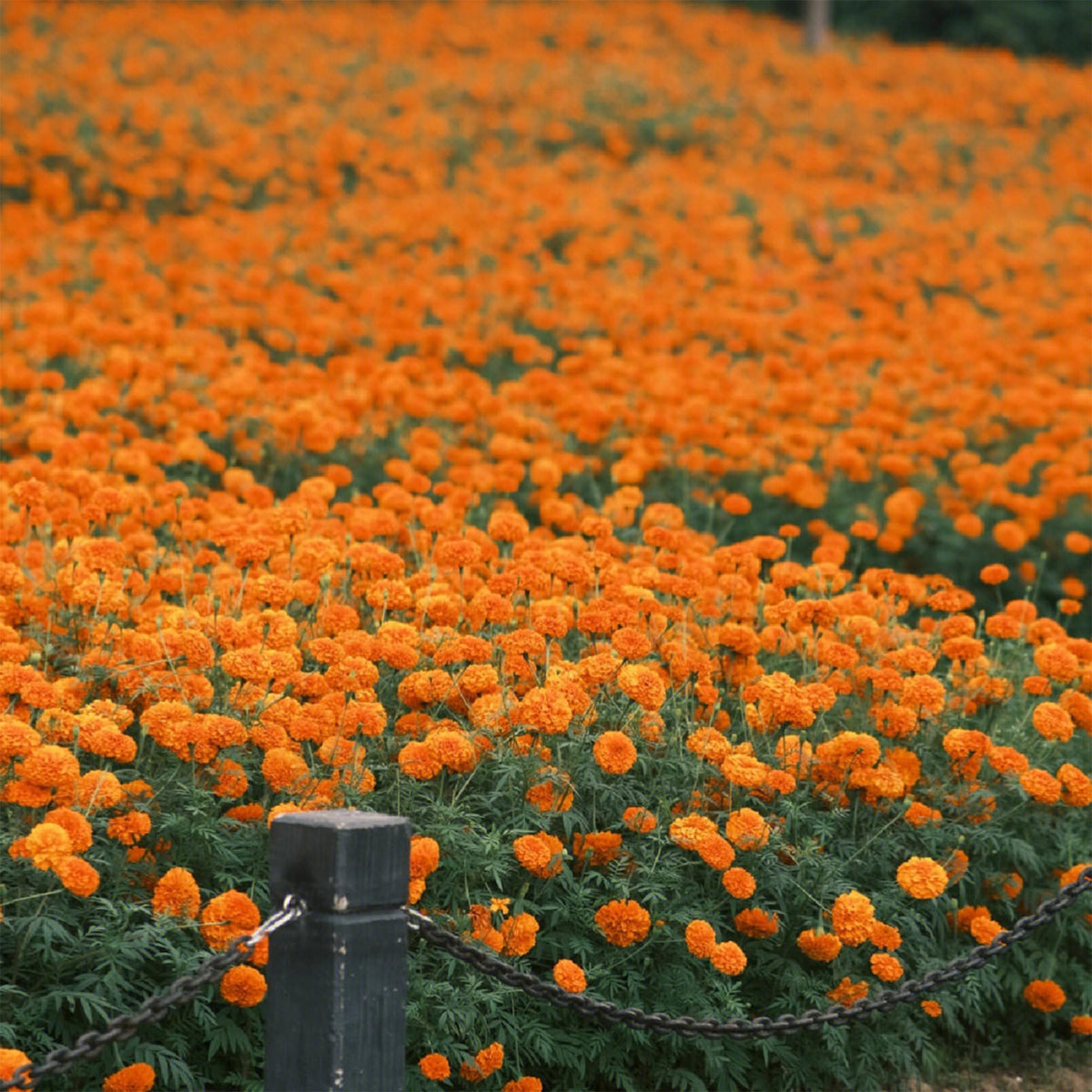 Mixrug Dwarf French Marigold seeds pollinators attract, bees and butterflies visit the blooms.
