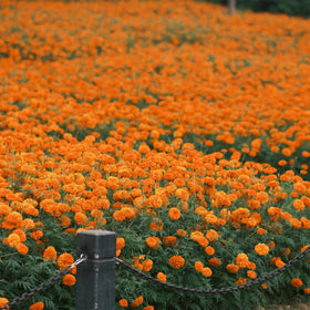 Mixrug Dwarf French Marigold seeds pollinators attract, bees and butterflies visit the blooms.